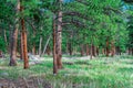 A view of an evergreen pine tree forest, on a sunny day, at Rocky Mountain National Park in Colorado Royalty Free Stock Photo