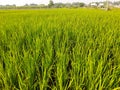 The view of the expanse of green rice fields in the morning Royalty Free Stock Photo