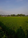 The view of the expanse of green rice fields in the morning Royalty Free Stock Photo