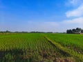 The view of the expanse of green rice fields in the morning Royalty Free Stock Photo