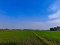 The view of the expanse of green rice fields in the morning Royalty Free Stock Photo