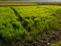 The view of the expanse of green rice fields in the morning Royalty Free Stock Photo