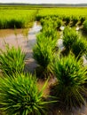 The view of the expanse of green rice fields in the morning Royalty Free Stock Photo