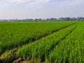 The view of the expanse of green rice fields in the morning Royalty Free Stock Photo