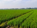 The view of the expanse of green rice fields in the morning Royalty Free Stock Photo