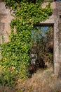 View at the exterior ruins house with ivy vegetation