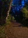 A view of the extraordinarily beautiful forest against the night sky