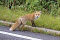 View of Ezo Red Fox in Rausu Hokkaido, Japan