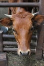 View face cow in farming metal box 30764 Royalty Free Stock Photo