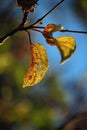 BROKEN YELLOW JAPANESE RAISIN TREE LEAF ON A TREE AT THE END OF SUMMER