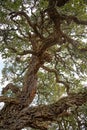 View on Fagaceae tree, Quercus sube