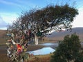 View of the fairy tree at the hill of Tara, Ireland