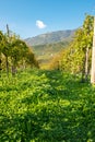 The famous Prosecco vineyards Nortern Italy, Veneto Region. Color image Royalty Free Stock Photo