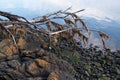 Dead tree with dried seaweed hanging from the branches