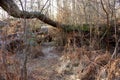 View of fallen old oak trees in the Sababurg primeval forest Royalty Free Stock Photo