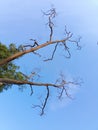 A view of a fallen tree branch under a blue sky Royalty Free Stock Photo