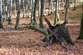 View of fallen tree with broken trunk Royalty Free Stock Photo