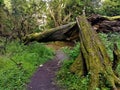 Landscapes of Scotland - Callendar Park