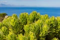 View of False Bay with a fynbos Protean plants in the foreground