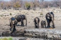 A view of a family of Elephants on the far side of a waterhole in the Etosha National Park in Namibia Royalty Free Stock Photo
