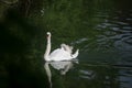 family swan with mother and baby swimming in the water