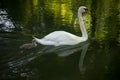 Family swan with mother and baby swimming in the water Royalty Free Stock Photo