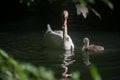 Family swan with mother and baby swimming in the water