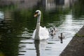 family swan with mother swimming in the water Royalty Free Stock Photo