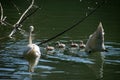 family swan with parents in the water