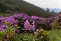 View on rhododendron blossom at the vee, ireland