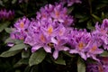 View on rhododendron blossom at the vee, ireland