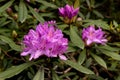 View on rhododendron blossom at the vee, ireland