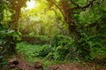 View of the famous Kalalau trail along Na Pali coast of the island of Kauai Royalty Free Stock Photo