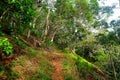 View of the famous Kalalau trail along Na Pali coast of the island of Kauai Royalty Free Stock Photo