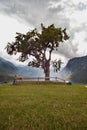 View of the famous tree in the Bohinj lake