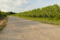 View of the the famous valpolicella vineyards, Veneto, Italy