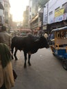 View of famous varanasi street with cow, humans electric rickshaw.