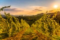 View from famous wine street in south styria, Austria at tuscany like vineyard hills