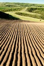 Potato rows on an Idaho farm. Royalty Free Stock Photo