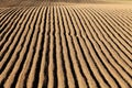 Potato rows on an Idaho farm. Royalty Free Stock Photo