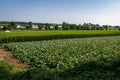 View of Farmlands with Fields of Corn and Alfalfa, Barns and Silos on a Sunny Summer Day