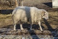 View of farmyard with white supercilious ram close up Royalty Free Stock Photo