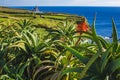 View of Farol da Ponta da Ferraria lighthouse from Miradouro da Ilha Sabrina, Sao Miguel Island, Azores, Portugal Royalty Free Stock Photo