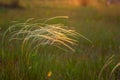 View of feather grass or needle grass, growing on the meadow Royalty Free Stock Photo