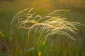 View of feather grass or needle grass, growing on the meadow Royalty Free Stock Photo