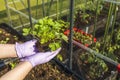 View of female hands in  gloves holding strawberries seedling to be planted out  in pallet collar raised bed. Royalty Free Stock Photo