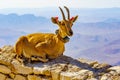 Nubian Ibex with scientific tracking tag, Makhtesh Ramon Royalty Free Stock Photo