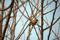 female southern masked weaver bird in a tree Royalty Free Stock Photo