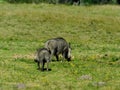 Female Warthog with young Royalty Free Stock Photo