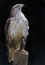 View of a Ferriginous Hawk Royalty Free Stock Photo